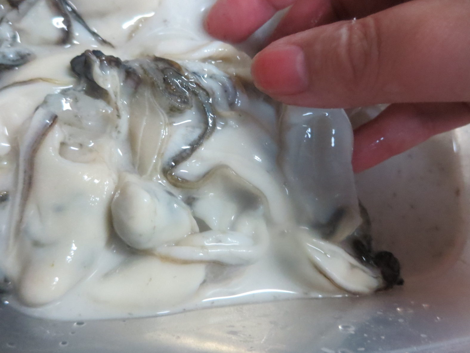 方 洗い 牡蠣 の 牡蠣を小麦粉で洗う良さとは？洗い方も紹介！！